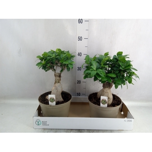 Ficus microcarpa 'Ginseng'