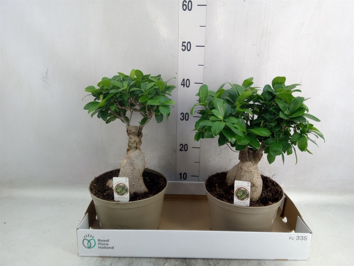 <h4>Ficus microcarpa 'Ginseng'</h4>