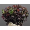 Cotinus Blad