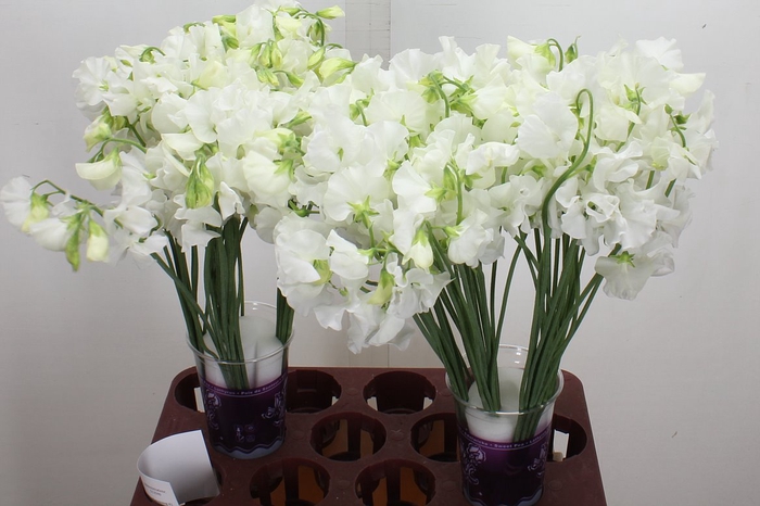 <h4>Lathyr Wi Suns White 40cm</h4>