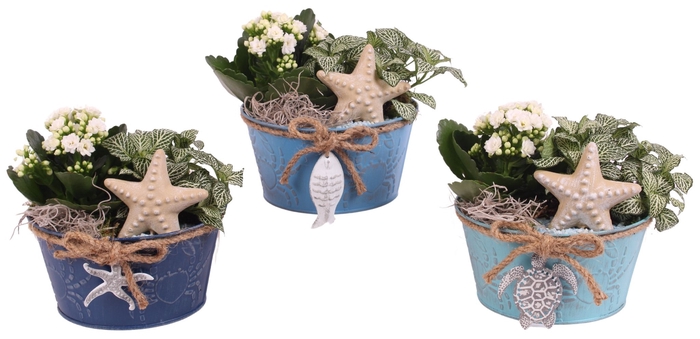 <h4>Opm Maritime Arr. Indoor Zinc Pot Round Crab</h4>