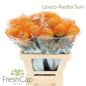 Leuco Ayoba Sun