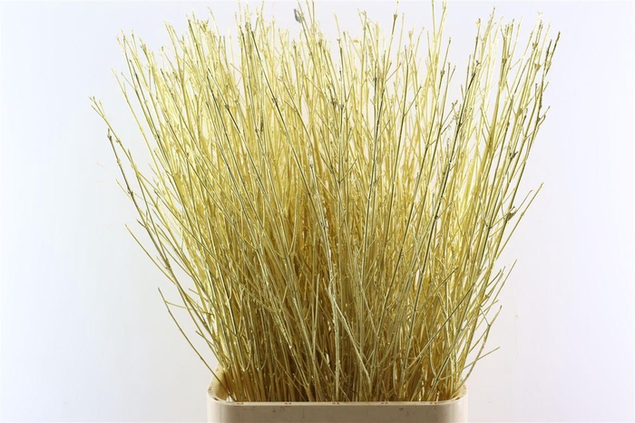 <h4>Cornus Paint Gold Stem</h4>