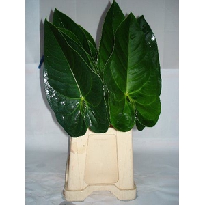 Anth Gabriella Leaf 20 cm Oosterzon