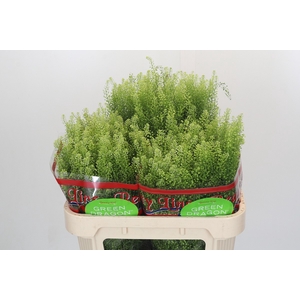 Lepidium Green Dragon