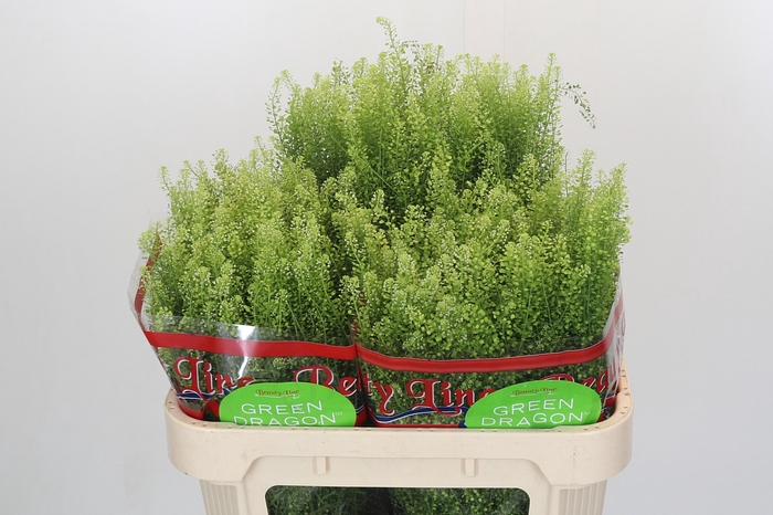 <h4>Lepidium Green Dragon</h4>
