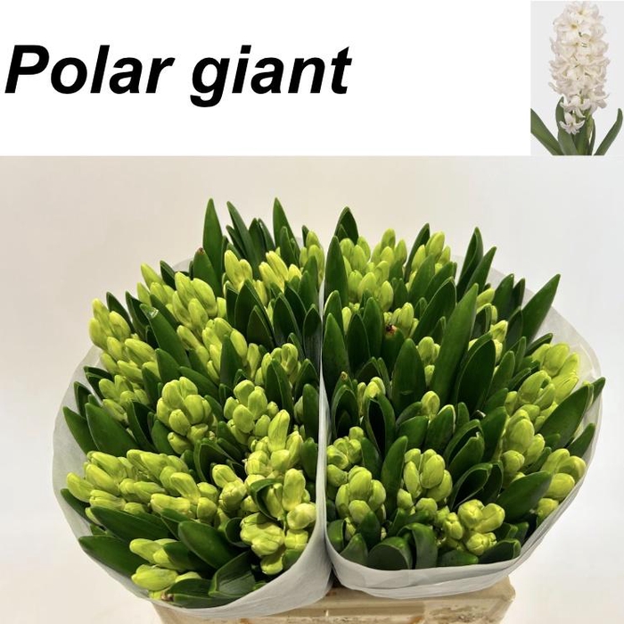 <h4>HYAC POLAR GIANT</h4>