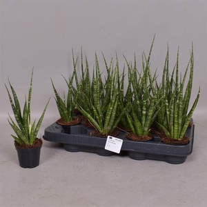 Sansevieria cyl.  ...