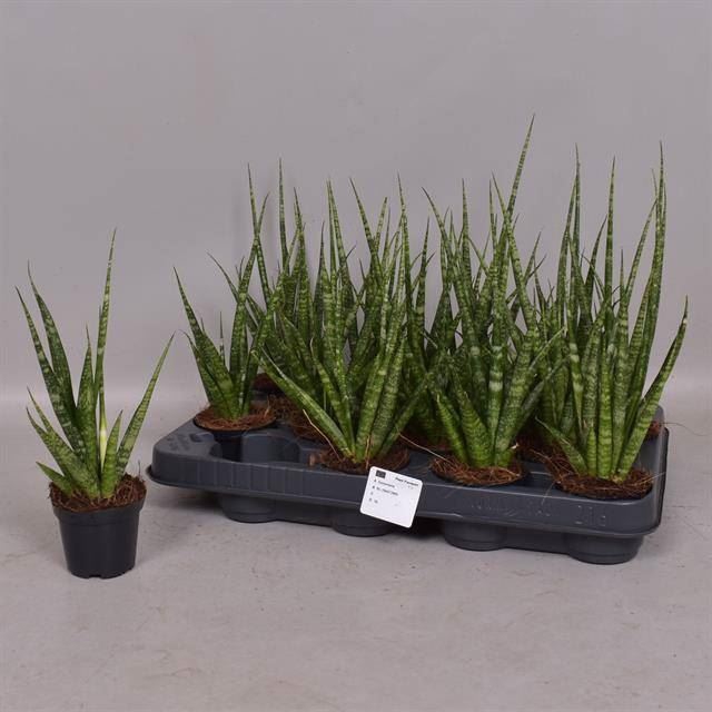 <h4>Sansevieria cyl.  ...</h4>