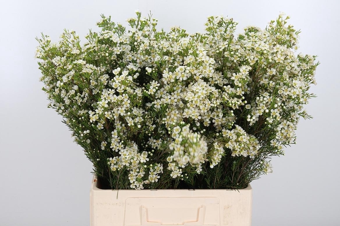 <h4>Chame Un Arbel</h4>