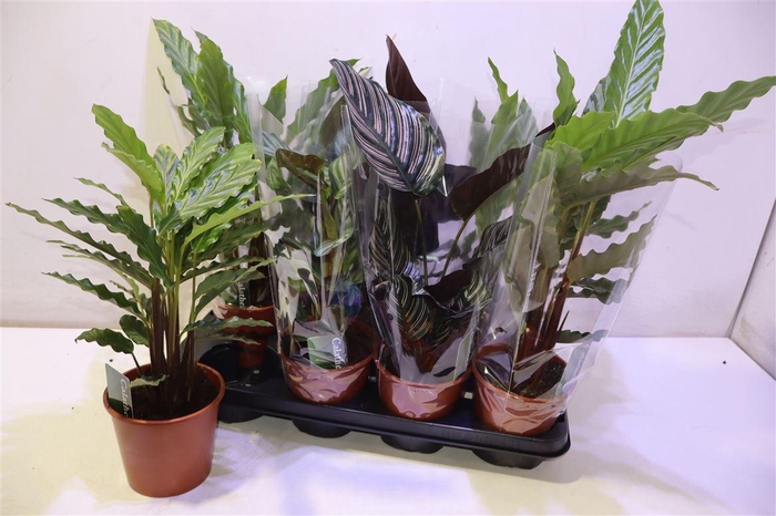 <h4>Calat Gem 3 Srt</h4>