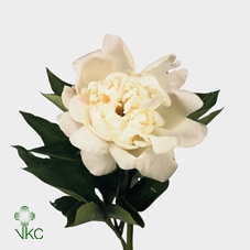 Paeonia Immaculee
