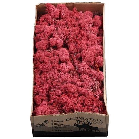 <h4>Ijslandmos (reindeer) Bordeaux</h4>