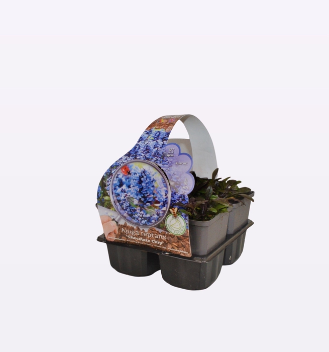 Ajuga reptans 'Chocolate Chips' 4-Pack