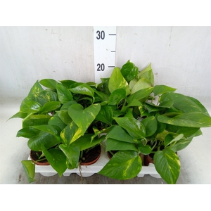 Epipremnum pinn. 'Aureum'