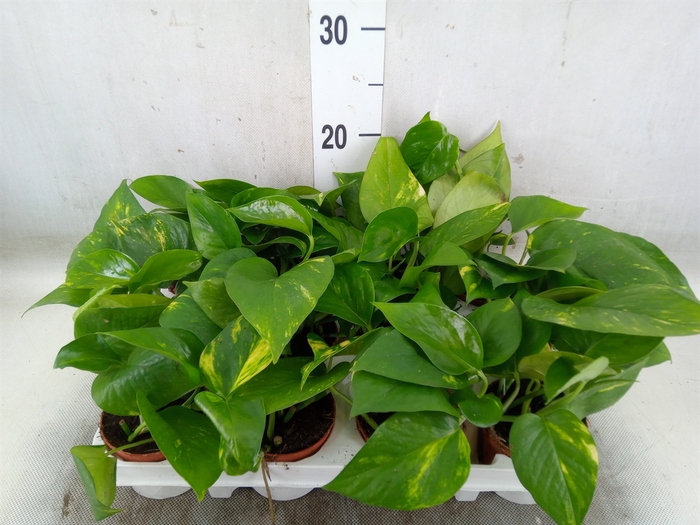 <h4>Epipremnum pinn. 'Aureum'</h4>