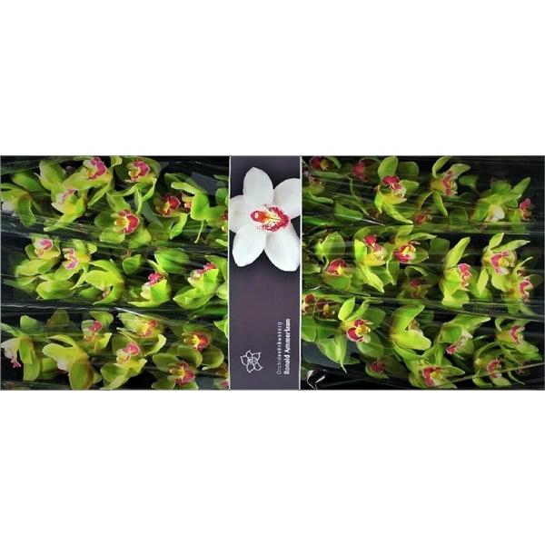 <h4>Cymb Tak Bremo x 8</h4>