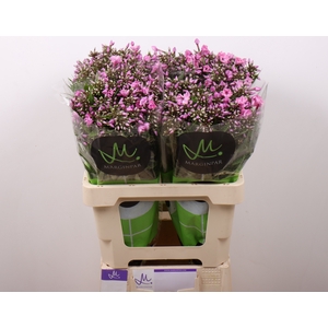 PHLOX P PINK EYES