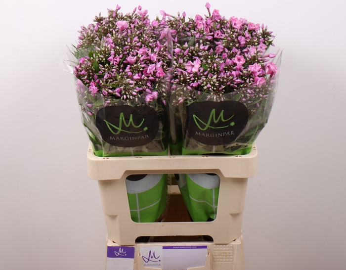 <h4>PHLOX P PINK EYES</h4>