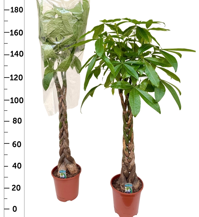 <h4>PACHIRA AQUATICA</h4>