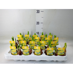 Narcissus  'Tete a tete'