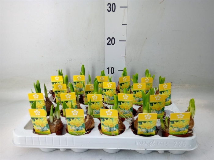 <h4>Narcissus 'Tete a tete'</h4>