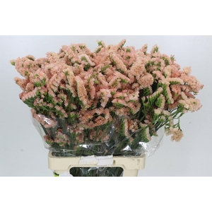 Limonium sinuatum Apricot Sun Birds