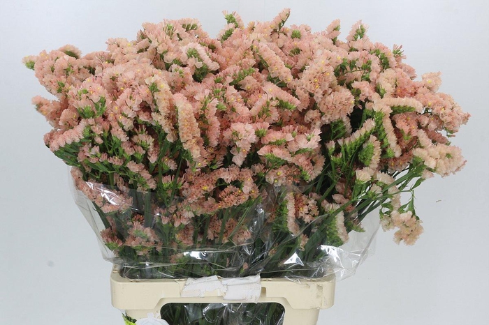 <h4>Limonium sinuatum Apricot Sun Birds</h4>