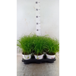 Cyperus alternifolius 'Zumula'