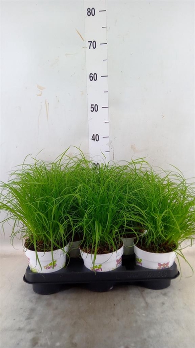 <h4>Cyperus alternifolius 'Zumula'</h4>