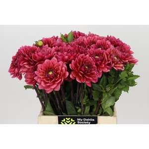 Dahlia Salmon Runner