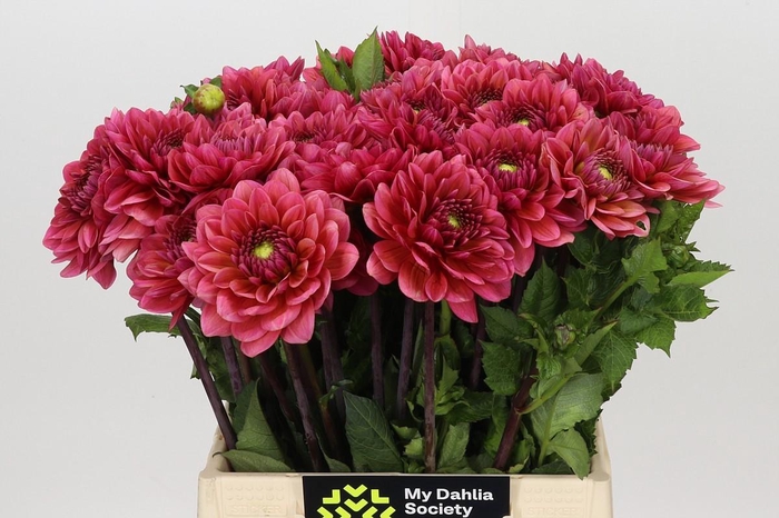 <h4>Dahlia Salmon Runner</h4>