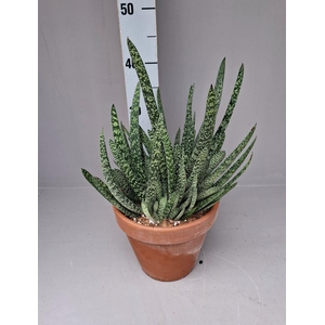 GAST VERRUCOSA
