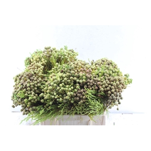 Kaaps Berzelia Abratanoides