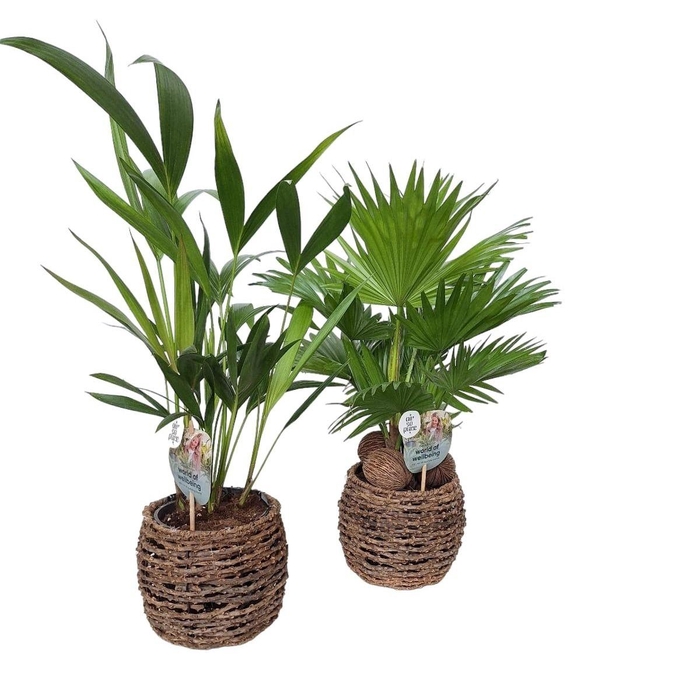 <h4>Mixcc Palmen 2 soorten in Caryota mand</h4>
