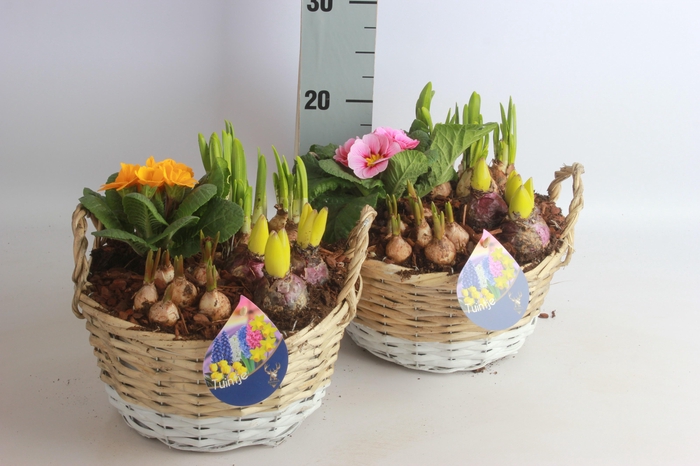 <h4>ARR BOL KNOLGEWAS</h4>