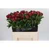 Paeonia Paul M. Wild