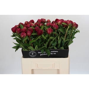Paeonia Paul M. Wild