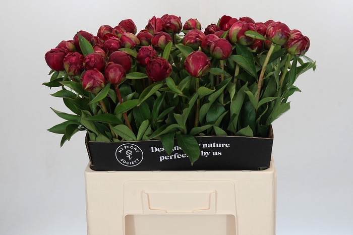 <h4>Paeonia Paul M. Wild</h4>