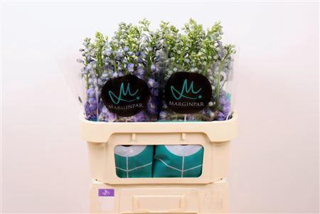 <h4>Delph El Guard Blue</h4>