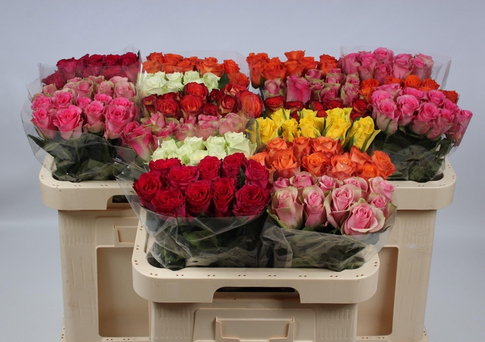 <h4>R GR GEM IN FUST</h4>