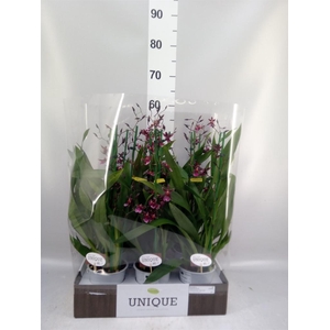 Oncidium   ...