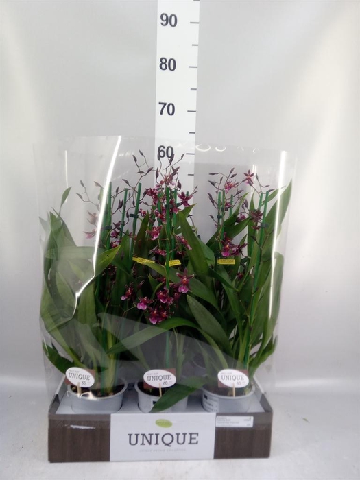 <h4>Oncidium   ...</h4>