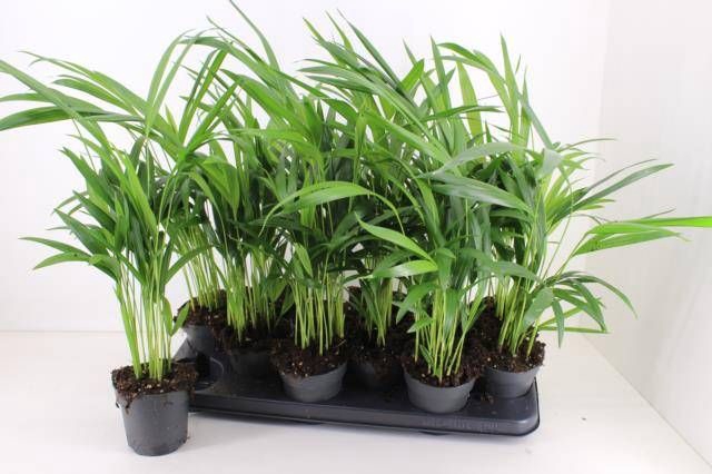 <h4>DYPSIS LUTESCENS</h4>