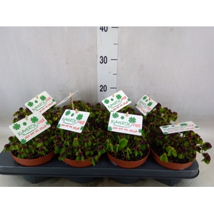 Oxalis deppei