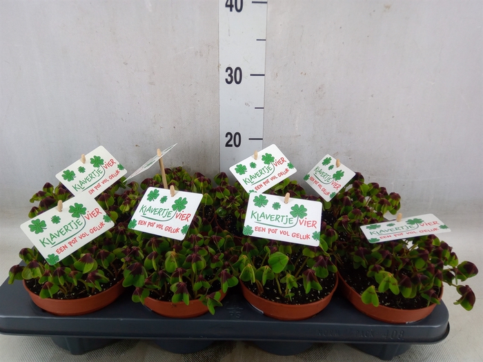 <h4>Oxalis deppei</h4>