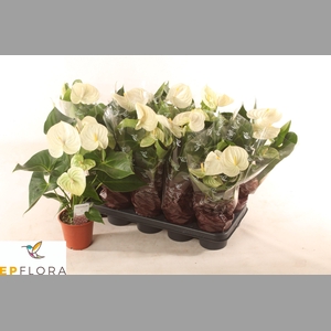 ANTHU A ARISA WHITE