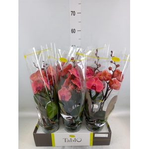 Phalaenopsis   ...orange