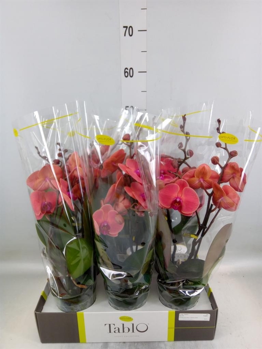 <h4>Phalaenopsis   ...orange</h4>