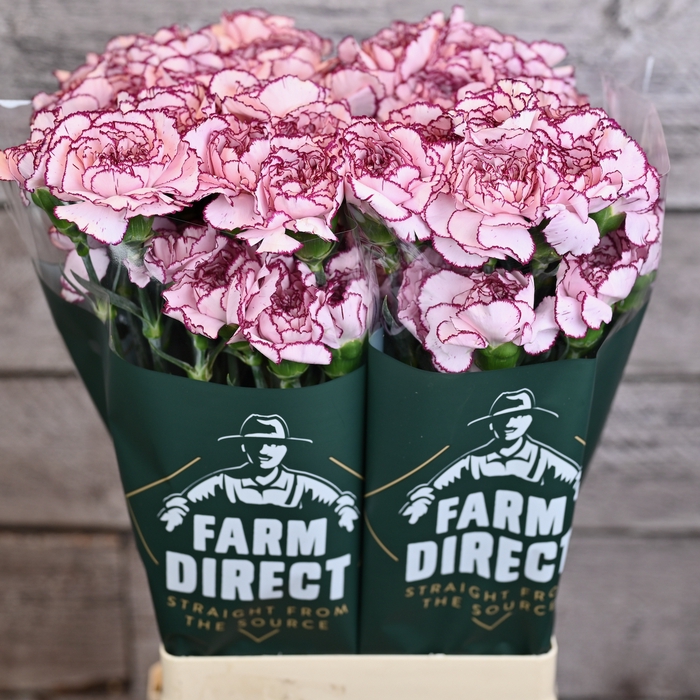 DI ST BRIDAL DAMASCUS